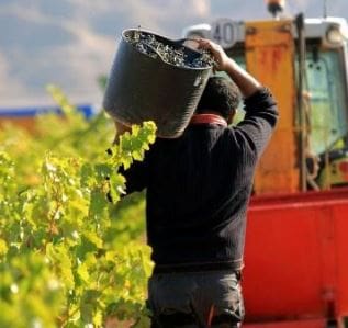 Spain Wine