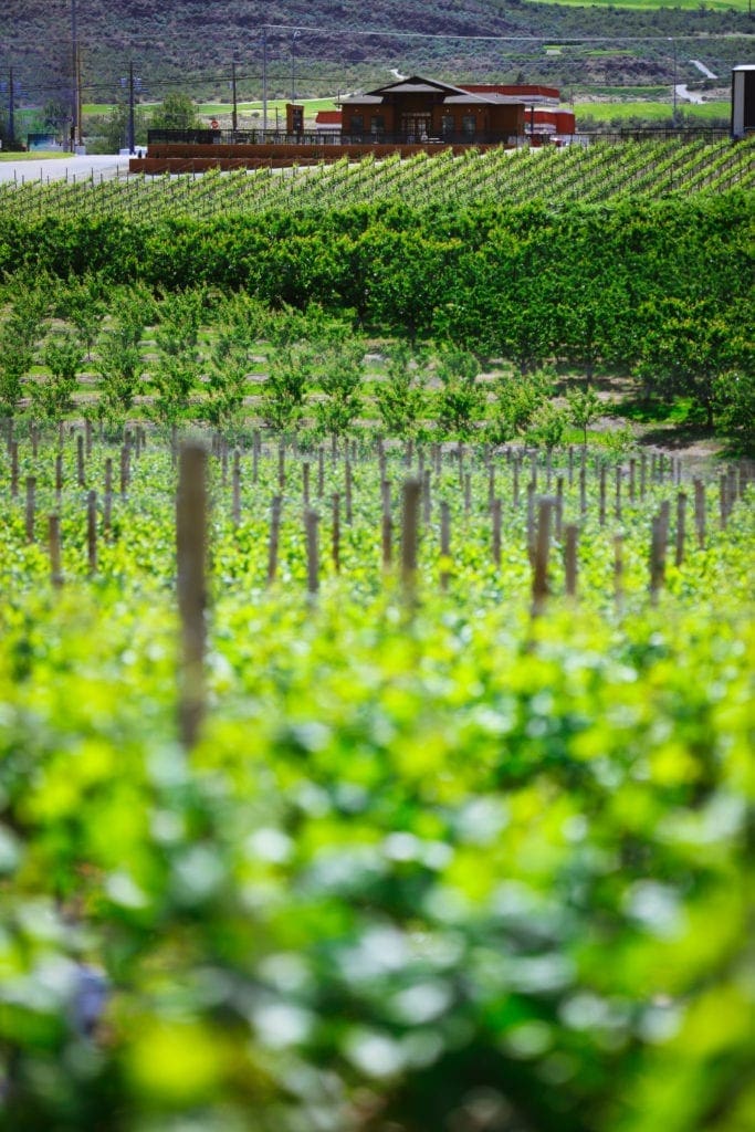 Bordertown Vineyard