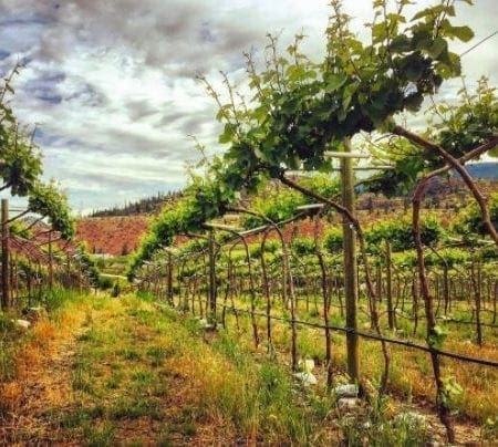 Noble Ridge Vineyard