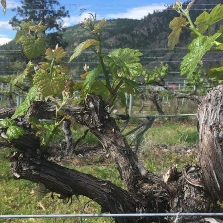 Rust Wine
