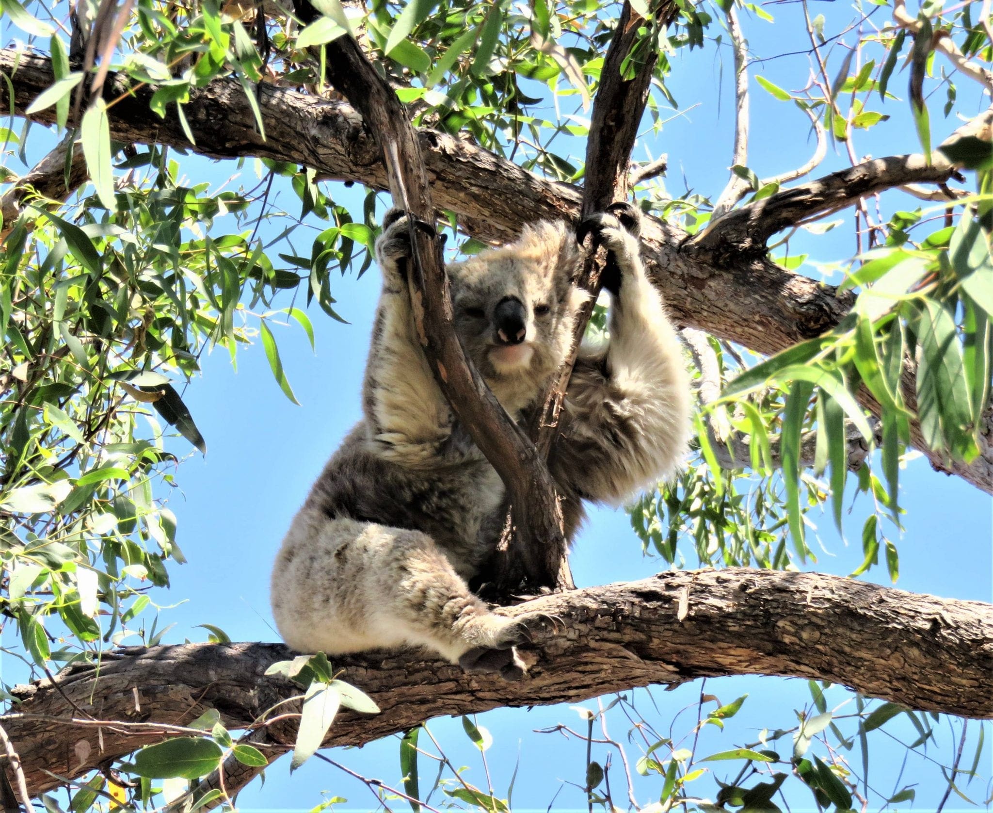 Koala