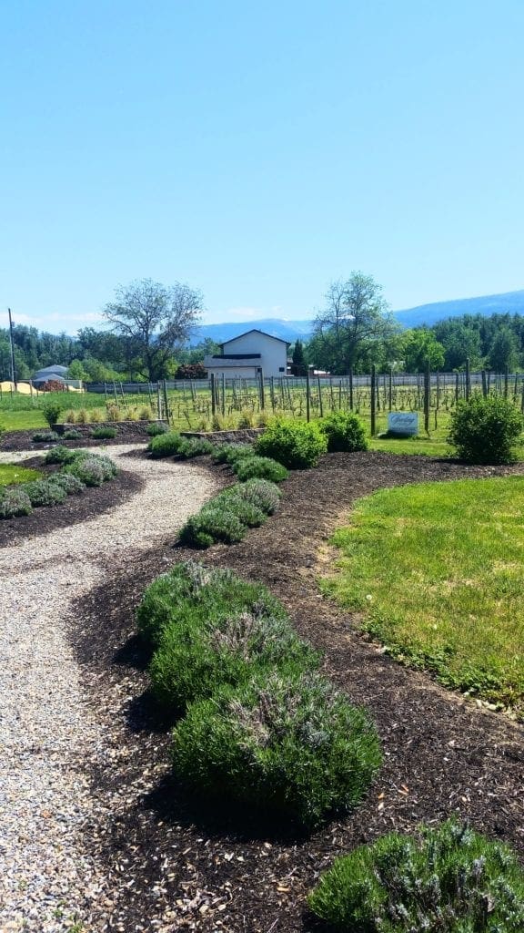 Sperling Vineyard Labyrinth