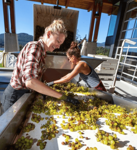 Blue Grouse Estate Winery