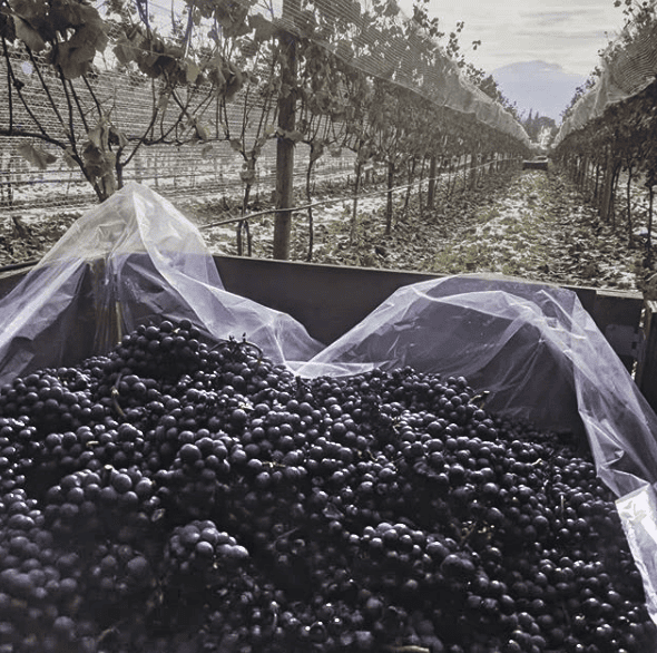 Sunnybrae BC Harvest