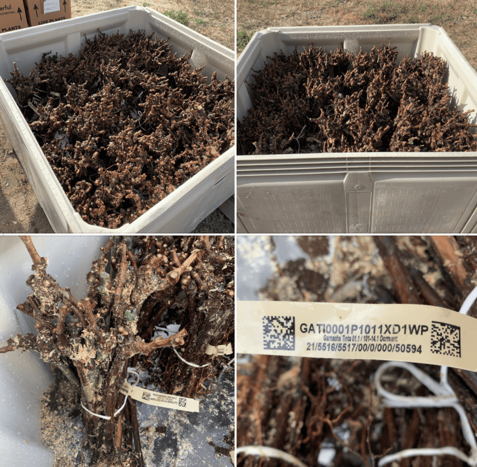 Bottega Wine Studio - Grenacha Tinta vines