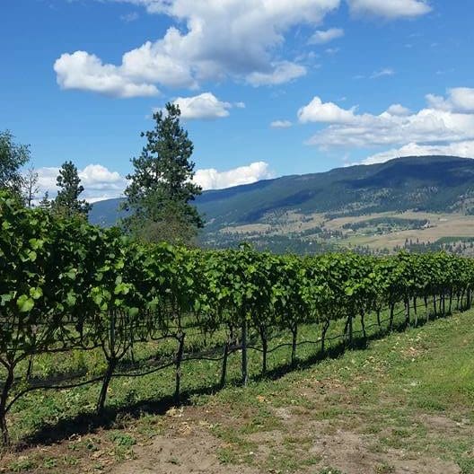 blind tiger vineyard