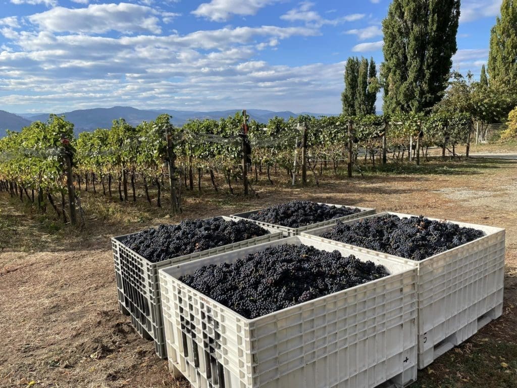 Howling Bluff Winery harvest